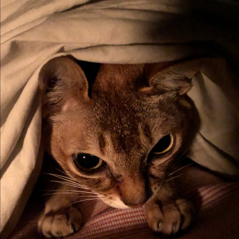 Meet your Posher, Tahylor